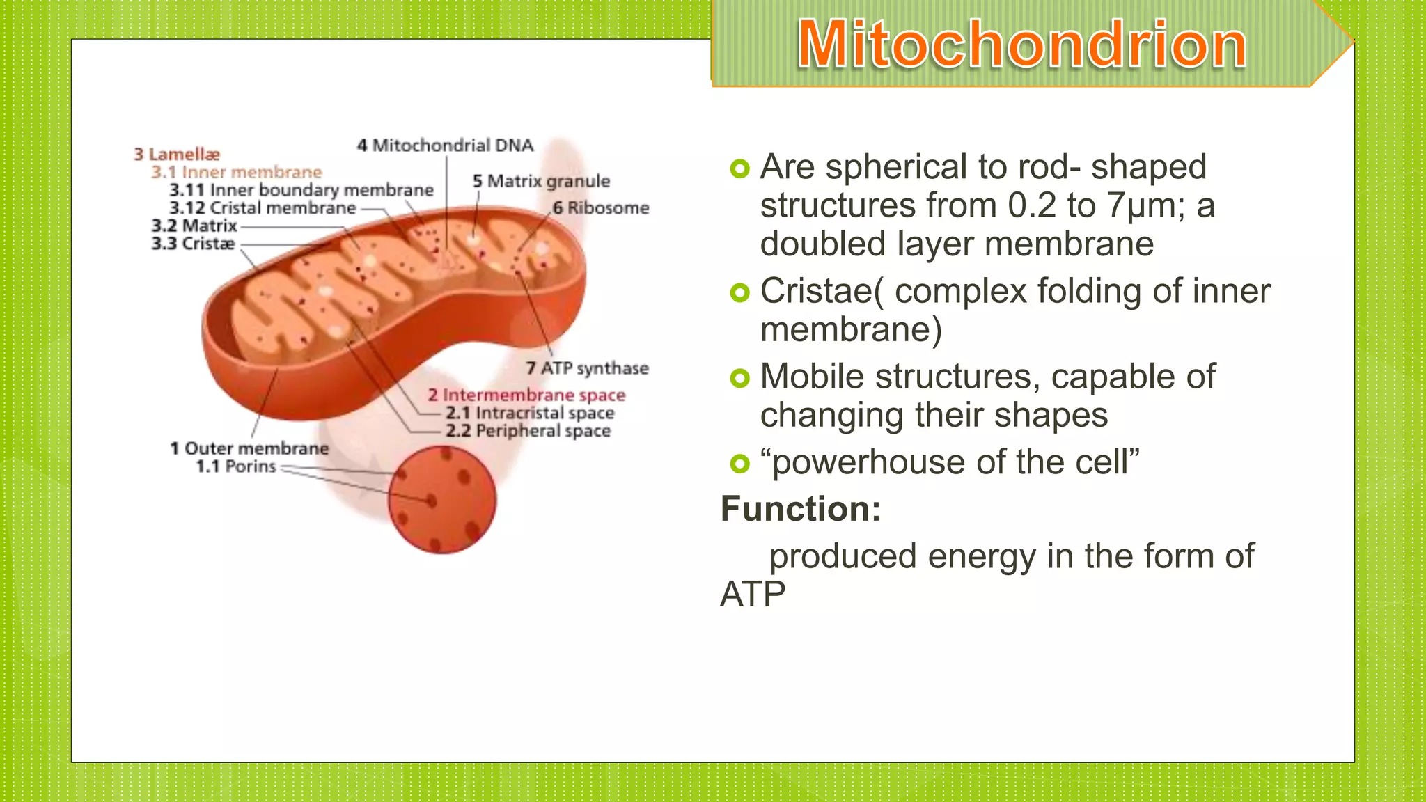  Are spherical to rod- shaped
structures from 0.2 to 7µm; a
doubled layer membrane
 Cristae( complex folding of inner
membrane)
 Mobile structures, capable of
changing their shapes
 “powerhouse of the cell”
Function:
produced energy in the form of
ATP
 