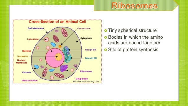 Animal Cells
