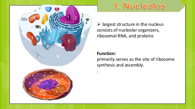 Animal Cells