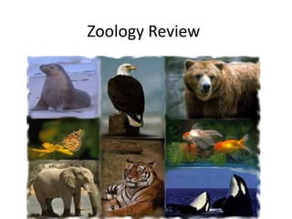 Zoology Review
 
