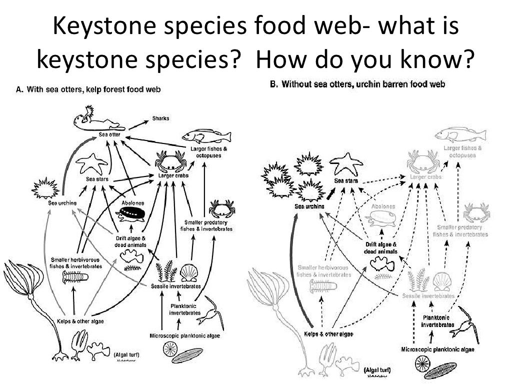 Zoology review final