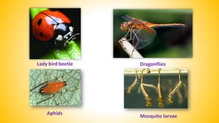 Microbes as Biocontrol Agents & Biofertilizers.pdf