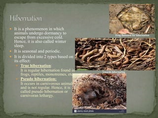 How Plants And Animals Are Adapted To Extreme Environments