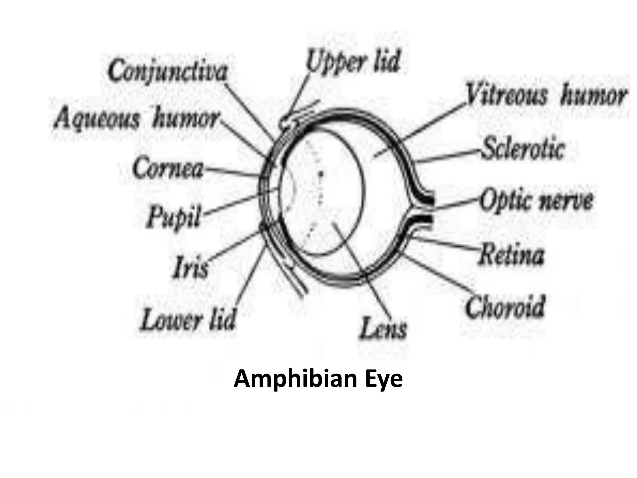 Sensory Organs comparative study in vertebrates. | PPTX
