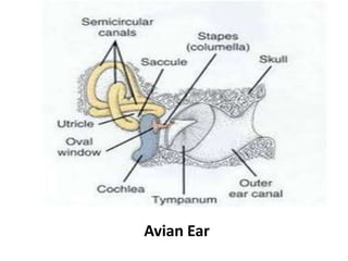 Sensory Organs comparative study in vertebrates. | PPTX