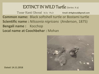 EXTINCT IN WILD Turtle (Series: X a)
Tusar Kanti Ghosal M.Sc Ph.D Email: drtkghosal@gmail.com
Common name: Black softshell turtle or Bostami turtle
Scientific name : Nilssonia nigricans (Anderson, 1875)
Bengali name : Kocchop
Local name at Coochbehar : Mohan
Dated: 14.11.2018
 