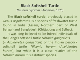 Inbread Turtle Zoology X a | PPTX
