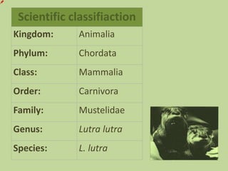 Scientific classifiaction
Kingdom: Animalia
Phylum: Chordata
Class: Mammalia
Order: Carnivora
Family: Mustelidae
Genus: Lutra lutra
Species: L. lutra
 