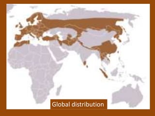 Global distribution
 
