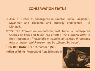 CONSERVATION STATUS
In Asia, it is listed as endangered in Pakistan, India, Bangladeh,
Myanmar and Thailand, and critically endangered in
Mongolia.
CITES: The Convention on International Trade in Endangered
Species of flora and fauna has enlisted the Eurasian otter in
their Appendix I ("Appendix I: Includes all species threatened
with extinction which are or may be affected by trade“.)
IUCN RED DATA: Near Threatened (NT)
Indian Wildlife (Protection) Act: Schedule-II
 