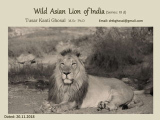 Wild Asian Lion of India (Series: XI d)
Tusar Kanti Ghosal M.Sc Ph.D Email: drtkghosal@gmail.com
Dated: 20.11.2018
 