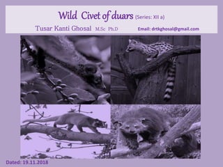 Wild Civet of duars (Series: XII a)
Tusar Kanti Ghosal M.Sc Ph.D Email: drtkghosal@gmail.com
Dated: 19.11.2018
 