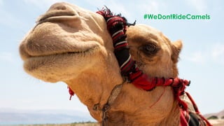 #WeDontRideCamels
 