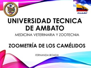 UNIVERSIDAD TECNICA
DE AMBATO
MEDICINA VETERINARIA Y ZOOTECNIA

ZOOMETRÍA DE LOS CAMÉLIDOS
FERNANDA BOADA

 