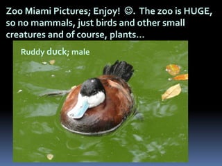 Zoo Miami Pictures; Enjoy! . The zoo is HUGE,
so no mammals, just birds and other small
creatures and of course, plants…
   Ruddy duck; male
 