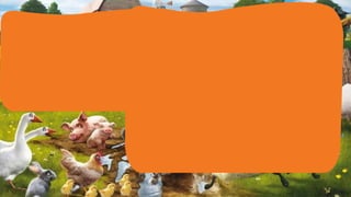 Zoom in   farm animals 