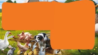 Zoom in   farm animals 