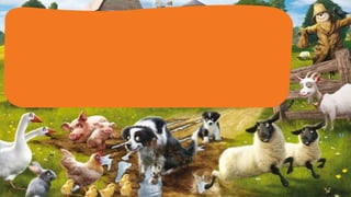 Zoom in   farm animals 