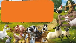 Zoom in   farm animals 