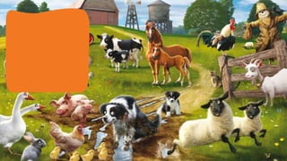 Zoom in   farm animals 