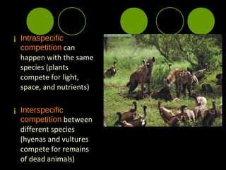 ¡ Intraspecific
  competition can
  happen with the same
  species (plants
  compete for light,
  space, and nutrients)

¡ Interspecific
  competition between
  different species
  (hyenas and vultures
  compete for remains
  of dead animals)
 