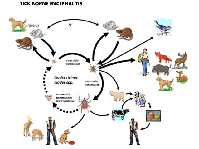 Dissertation paper zoonosis