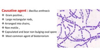 Zoonoses | PPTX