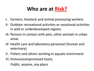 Who are at Risk?
I. Farmers, livestock and animal processing workers
II. Outdoor recreational activities or vocational activities
in wild or underdeveloped regions
III. Persons in contact with pets, other animals in urban
areas
IV. Health care and laboratory personnel (human and
veterinary)
V. Fishers and others working in aquatic envirnment
VI. Immunocompromised hosts;
Public, anyone, any place
 