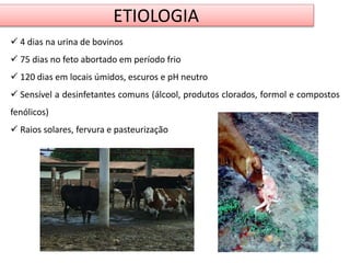 ETIOLOGIA 
 4 dias na urina de bovinos 
 75 dias no feto abortado em período frio 
 120 dias em locais úmidos, escuros e pH neutro 
 Sensível a desinfetantes comuns (álcool, produtos clorados, formol e compostos 
fenólicos) 
 Raios solares, fervura e pasteurização 
 