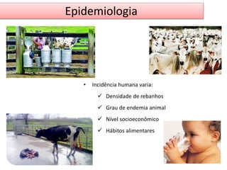 Epidemiologia 
• Incidência humana varia: 
 Densidade de rebanhos 
 Grau de endemia animal 
 Nível socioeconômico 
 Hábitos alimentares 
 