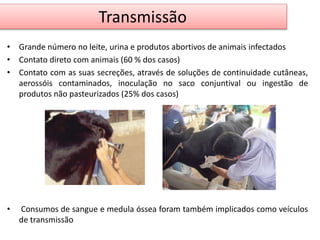 Transmissão 
• Grande número no leite, urina e produtos abortivos de animais infectados 
• Contato direto com animais (60 % dos casos) 
• Contato com as suas secreções, através de soluções de continuidade cutâneas, 
aerossóis contaminados, inoculação no saco conjuntival ou ingestão de 
produtos não pasteurizados (25% dos casos) 
• Consumos de sangue e medula óssea foram também implicados como veículos 
de transmissão 
 
