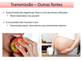 Transmissão – Outras fontes 
 Contaminação dos vegetais por fezes e urina de animais infectados 
• Muito improvável, mas possível 
 A transmissão inter-humana é rara 
• Transmissão sexual, intra-uterina e por aleitamento materno 
 