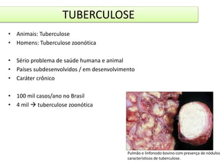 TUBERCULOSE 
• Animais: Tuberculose 
• Homens: Tuberculose zoonótica 
• Sério problema de saúde humana e animal 
• Países subdesenvolvidos / em desenvolvimento 
• Caráter crônico 
• 100 mil casos/ano no Brasil 
• 4 mil  tuberculose zoonótica 
Pulmão e linfonodo bovino com presença de nódulos 
característicos de tuberculose. 
 