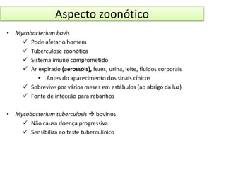 Aspecto zoonótico 
• Mycobacterium bovis 
 Pode afetar o homem 
 Tuberculose zoonótica 
 Sistema imune comprometido 
 Ar expirado (aerossóis), fezes, urina, leite, fluidos corporais 
 Antes do aparecimento dos sinais cínicos 
 Sobrevive por vários meses em estábulos (ao abrigo da luz) 
 Fonte de infecção para rebanhos 
• Mycobacterium tuberculosis  bovinos 
 Não causa doença progressiva 
 Sensibiliza ao teste tuberculínico 
 