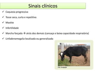 Sinais clínicos 
 Caquexia progressiva 
 Tosse seca, curta e repetitiva 
 Mastite 
 Infertilidade 
 Marcha forçada  atrás dos demais (cansaço e baixa capacidade respiratória) 
 Linfadenomegalia localizada ou generalizada 
 