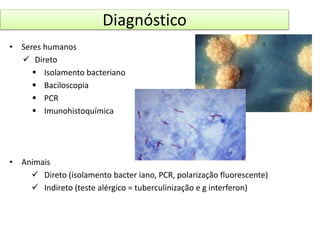 Diagnóstico 
• Seres humanos 
 Direto 
 Isolamento bacteriano 
 Baciloscopia 
 PCR 
 Imunohistoquímica 
• Animais 
 Direto (isolamento bacter iano, PCR, polarização fluorescente) 
 Indireto (teste alérgico = tuberculinização e g interferon) 
 