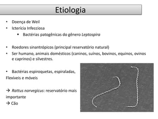Etiologia 
• Doença de Weil 
• Icterícia Infecciosa 
 Bactérias patogênicas do gênero Leptospira 
• Roedores sinantrópicos (principal reservatório natural) 
• Ser humano, animais domésticos (caninos, suínos, bovinos, equinos, ovinos 
e caprinos) e silvestres. 
• Bactérias espiroquetas, espiraladas, 
Flexíveis e móveis 
 Rattus norvegicus: reservatório mais 
importante 
 Cão 
 
