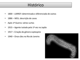 Histórico 
• 1800 – LARREY: determinada e diferenciada de outras 
• 1886 – WEIL: descrição de casos 
• Após 1ª Guerra: vários surtos 
• 1915 – Agente isolado pela 1ª vez no Japão 
• 1917 – Criação do gênero Leptospira 
• 1940 – Onze cães no Rio de Janeiro 
 