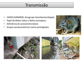 Transmissão 
• CASOS HUMANOS: Sorogrupo icterohaemorrhagiae 
• Papel do Rattus rattus e Rattus norvegicus 
• Deficiência de saneamento básico 
• Grupos socioeconômicos menos privilegiados 
 