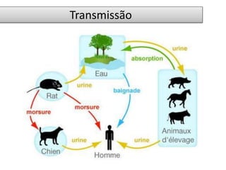 Transmissão 
 