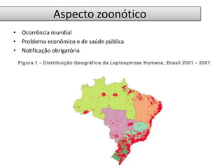 Aspecto zoonótico 
• Ocorrência mundial 
• Problema econômico e de saúde pública 
• Notificação obrigatória 
 