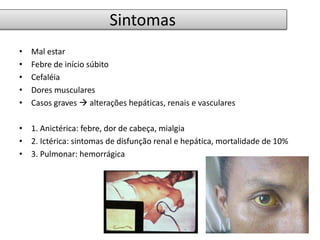 Sintomas 
• Mal estar 
• Febre de início súbito 
• Cefaléia 
• Dores musculares 
• Casos graves  alterações hepáticas, renais e vasculares 
• 1. Anictérica: febre, dor de cabeça, mialgia 
• 2. Ictérica: sintomas de disfunção renal e hepática, mortalidade de 10% 
• 3. Pulmonar: hemorrágica 
 