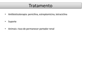 Tratamento 
• Antibioticoterapia: penicilina, estreptomicina, tetraciclina 
• Suporte 
• Animais: risco de permanecer portador renal 
 