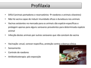 Profilaxia 
• Difícil (animais portadores e reservatórios  roedores e animais silvestres) 
• Não há vacina capaz de induzir imunidade eficaz e duradoura nos animais 
• Vacinas existentes no mercado para os animais são espécie-específicas e 
protegem apenas para alguns sorovares prevalentes para determinada espécie 
animal 
• Infecção destes animais por outros sorovares que não constam da vacina 
• Vacinação: anual, sorovar-específica, proteção contra a doença clínica 
• Saneamento 
• Controle de roedores 
• Antibioticoterapia: pós-exposição 
 