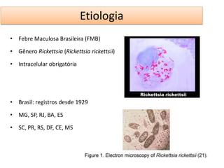 Etiologia 
• Febre Maculosa Brasileira (FMB) 
• Gênero Rickettsia (Rickettsia rickettsii) 
• Intracelular obrigatória 
• Brasil: registros desde 1929 
• MG, SP, RJ, BA, ES 
• SC, PR, RS, DF, CE, MS 
 