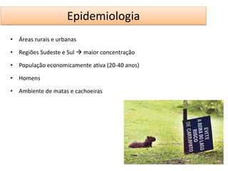 Epidemiologia 
• Áreas rurais e urbanas 
• Regiões Sudeste e Sul  maior concentração 
• População economicamente ativa (20-40 anos) 
• Homens 
• Ambiente de matas e cachoeiras 
 
