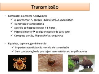 Transmissão 
• Carrapatos do gênero Amblyomma 
 A. cajennense, A. cooperi (dubitatum), A. aureolatum 
 Transmissão transovariana 
 Aderido ao hospedeiro por 4-6 horas 
 Potencialmente  qualquer espécie de carrapato 
 Carrapato do cão, Rhipicephalus sanguineus 
• Equídeos, capivara, gambá e o cão 
 Importante participação no ciclo de transmissão 
 Sem comprovação de que sejam reservatórios ou amplificadores 
 