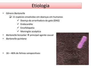 Etiologia 
• Gênero Bartonella 
 11 espécies envolvidas em doenças em humanos 
 Doença da arranhadura do gato (DAG) 
 Endocardite 
 Encefalopatia 
 Meningite asséptica 
• Bartonella henselae  principal agente causal 
• Bartonella quintana 
• 16 – 46% de felinos soropositivos 
 