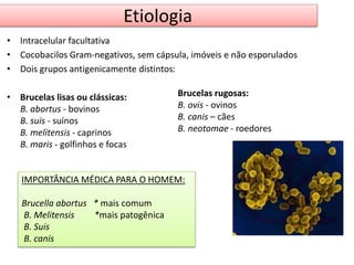 Etiologia 
• Intracelular facultativa 
• Cocobacilos Gram-negativos, sem cápsula, imóveis e não esporulados 
• Dois grupos antigenicamente distintos: 
• Brucelas lisas ou clássicas: 
B. abortus - bovinos 
B. suis - suínos 
B. melitensis - caprinos 
B. maris - golfinhos e focas 
Brucelas rugosas: 
B. ovis - ovinos 
B. canis – cães 
B. neotomae - roedores 
IMPORTÂNCIA MÉDICA PARA O HOMEM: 
Brucella abortus * mais comum 
B. Melitensis *mais patogênica 
B. Suis 
B. canis 
 