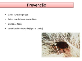 Prevenção 
• Gatos livres de pulgas 
• Evitar mordeduras e arranhões 
• Unhas cortadas 
• Lavar local da mordida (água e sabão) 
